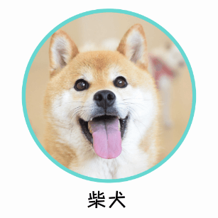 柴犬に適したおすすめのドッグフード