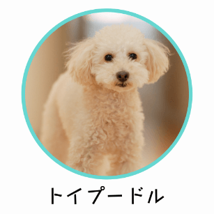 トイプードルに適したおすすめのドッグフード