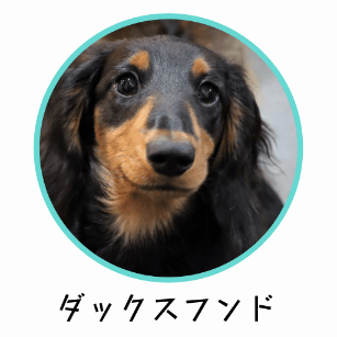 ミニチュアダックスフンドに適したおすすめのドッグフード
