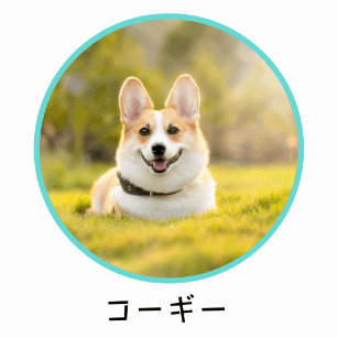 コーギーに適したおすすめのドッグフード