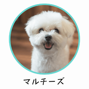 マルチーズに適したおすすめのドッグフード