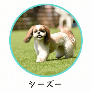 シーズーに適したおすすめのドッグフード