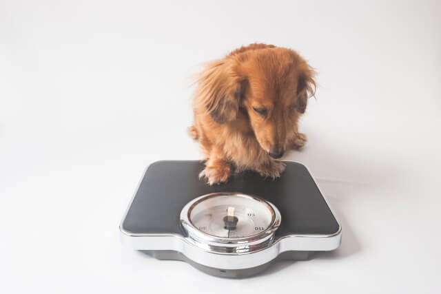 ダイエット犬