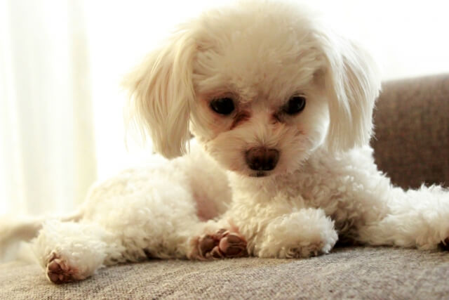 涙やけ犬