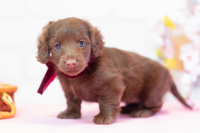 子犬