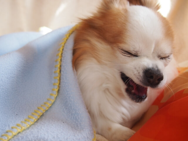 アレルギー犬
