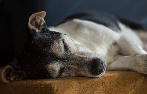 シニア犬